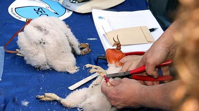 Siete parejas de halcones peregrinos sobrevuelan el centro de Madrid