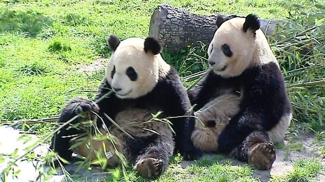 El Zoo de Madrid espera el «inminente apareamiento» de sus pandas