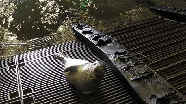 Una foca: el polizón de un buque de asalto anfibio británico