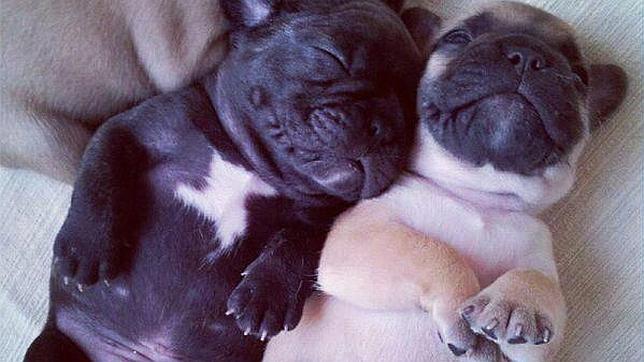 El Ayuntamiento de Madrid estudia que los perros puedan viajar en autobús
