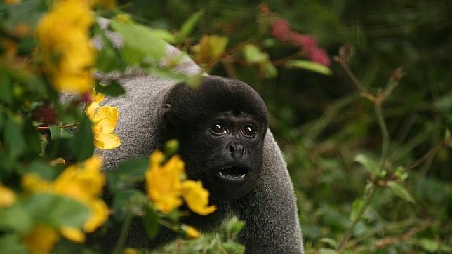 Los monos lanudos distinguen a los cazadores de los investigadores