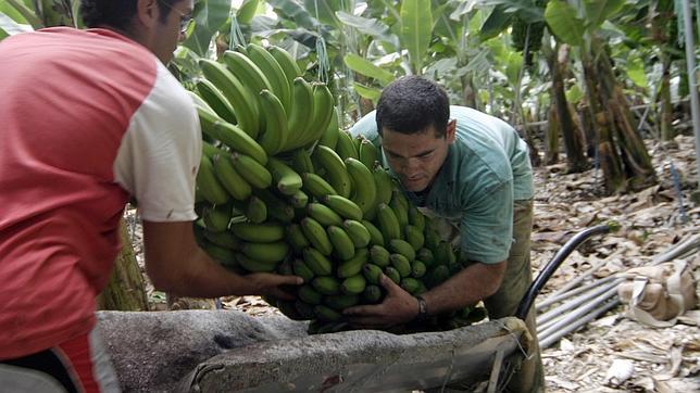 Los desechos de las plataneras canarias podrían convertirse en biocombustible