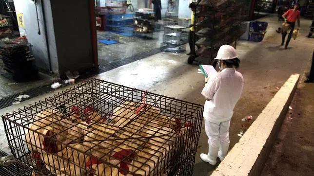 Detectan el primer caso de gripe aviar en Taiwán