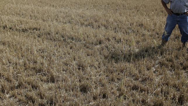 Hallan evidencias del uso de fertilizantes hace 5.000 años