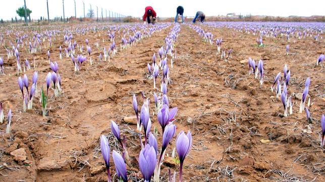 Se buscan agricultores que quieran cultivar azafrán