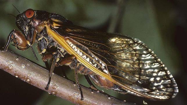 Estados Unidos se prepara para una inminente invasión de cigarras