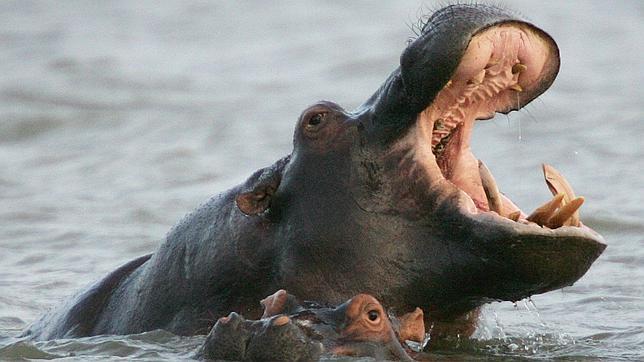 La UE relaja los requisitos para importar ciertas especies en peligro a zoos