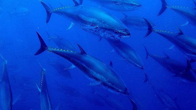 De pesca (sostenible) por La Latina