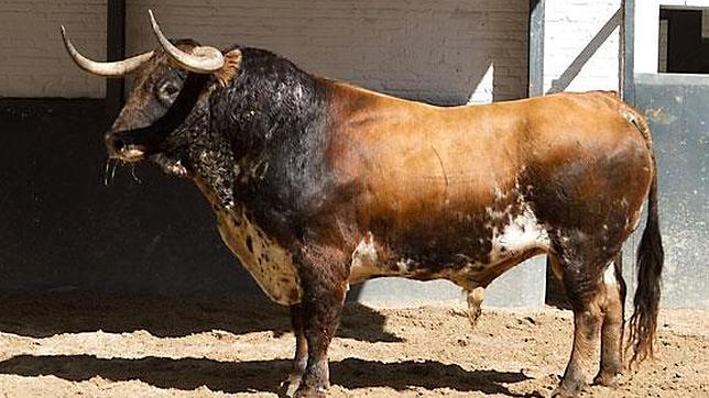 Sorteados los toros de la confirmación de David Galván en San Isidro