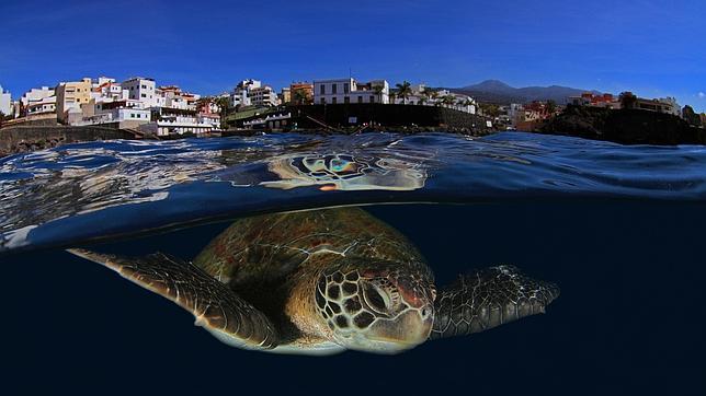 El universo submarino de Canarias