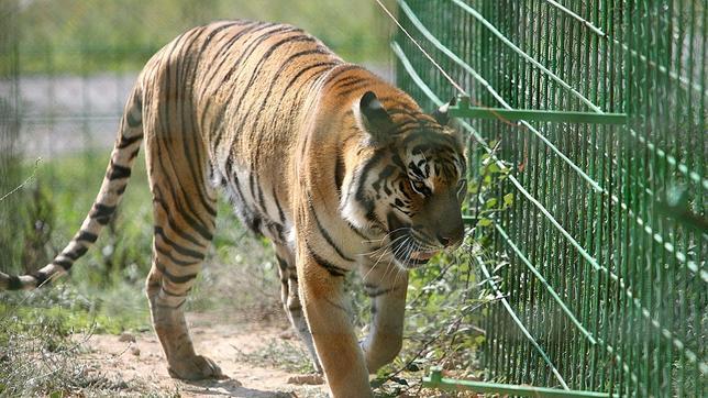 Los leones de la Generalitat se quedan en Aqualeon