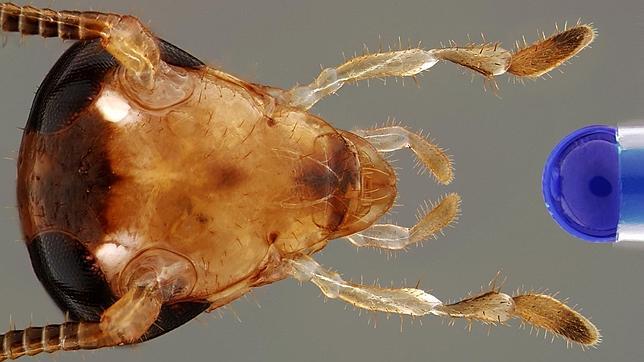 Cucarachas evolucionadas rechazan el azúcar y evitan las trampas