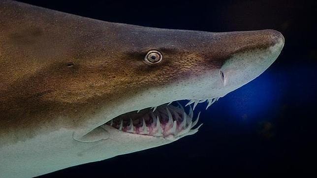 El caníbal intrauterino: el tiburón «asesino» antes de nacer