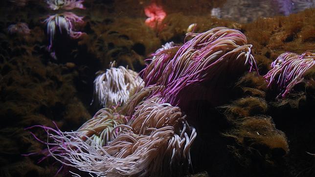 El veneno de anémona, tratamiento para la obesidad y la diabetes