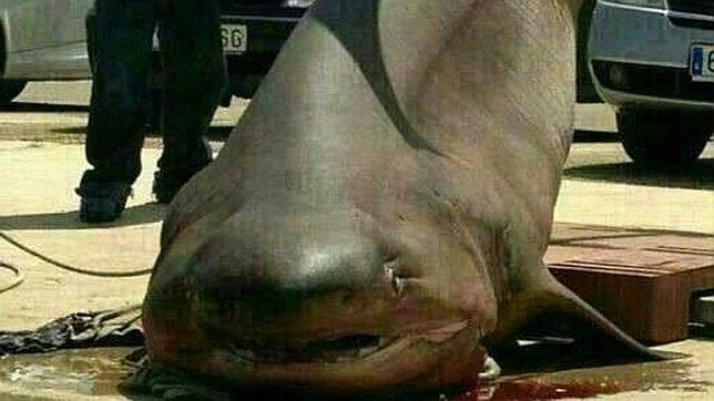 Capturan un tiburón de 1.000 kilos en aguas de Denia