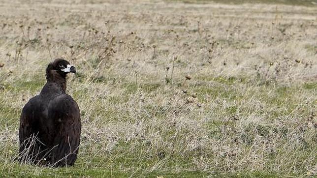 En la Comunidad hay unas 100 parejas de buitres negros