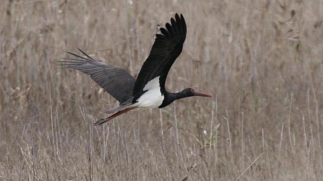 Es un ave tímida y esquiva, que anida en árboles muy altos, como pinos o alcornoques