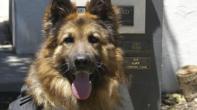 Ajax, el héroe canino de la Guardia Civil
