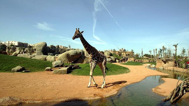 El Zoo de Barcelona, premiado por reciclar los excrementos de sus herbívoros