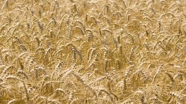 Pan para nueve mil millones de personas