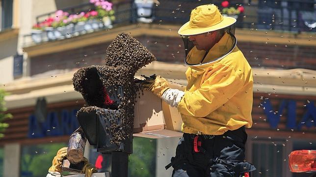 Retiran una colmena de 3,7 kilos de un semáforo de Vitoria