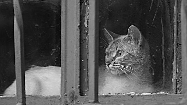 La vida secreta de los gatos