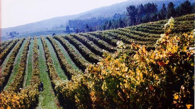Terras Gauda y Abadía de San Campio, entre los mejores vinos del mundo