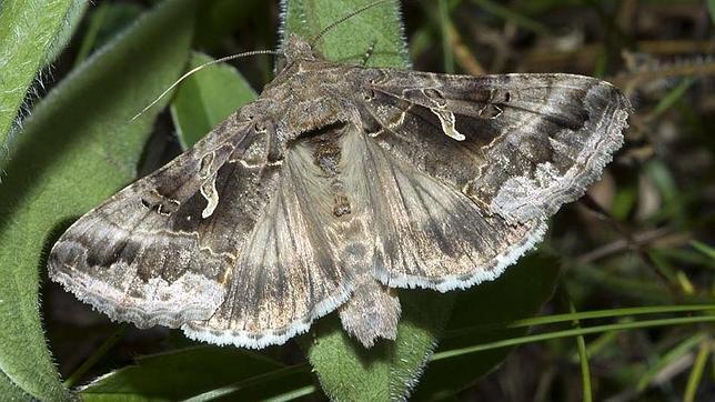 Así son las «polillas» que vinieron de África, y así podemos combatirlas