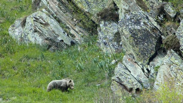 Muere un osezno al precipitarse por un barranco en el Parque Natural del Alto Pirineo
