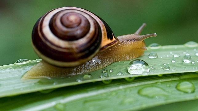 Caracoles haciendo «autostop», la prueba de que Irlanda se pobló con humanos de Francia