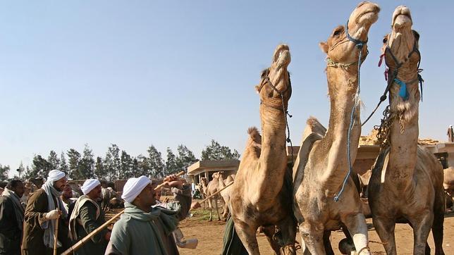 Cuatro razones para viajar ahora a Egipto