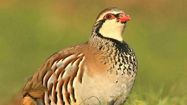 Liberar perdices de granja perjudica a las silvestres