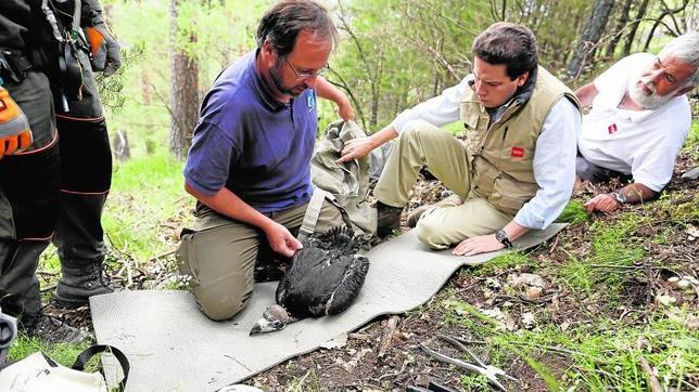 Madrid recupera el buitre negro en el Parque Nacional del Guadarrama
