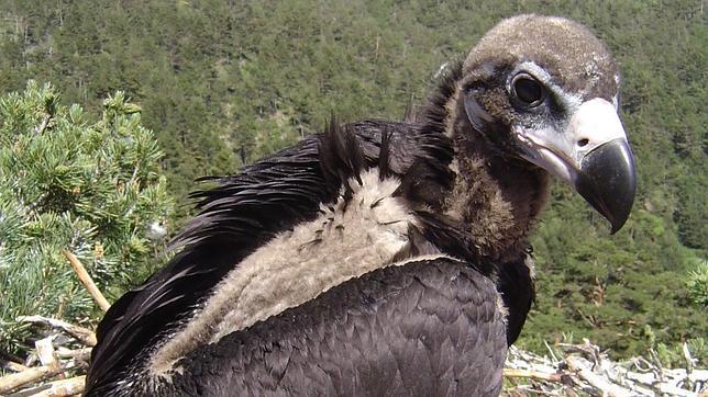 Sierra Pelada se consolida como el mayor lugar de cría de buitre negro en Andalucía