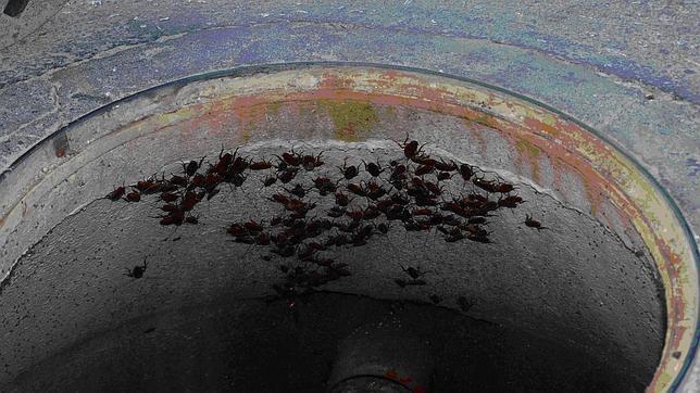 Las cucarachas, «campeonas» de las plagas en la Comunidad Valenciana