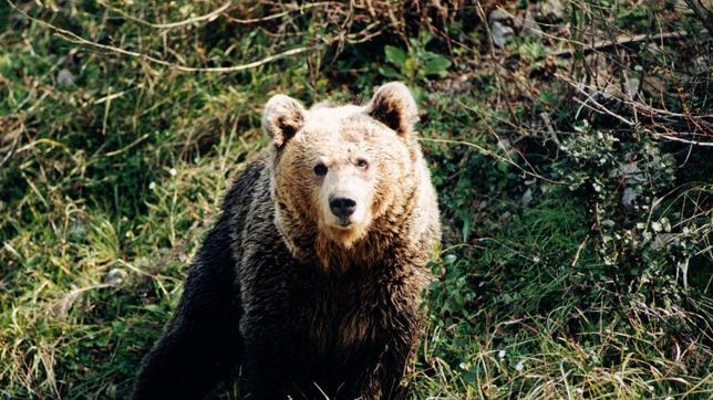 La UE deniega la ayuda a Cataluña para sustituir al oso Pyros en el Pirineo
