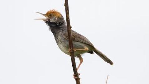 Una nueva especie de pájaro aparece en medio de una gran ciudad