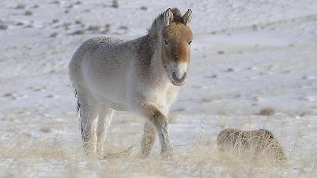 Descifrado el genoma de un caballo de casi un millón de años de antigüedad