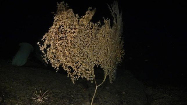 Piden más protección para la gorgonia más alta y el coral más longevo de los océanos