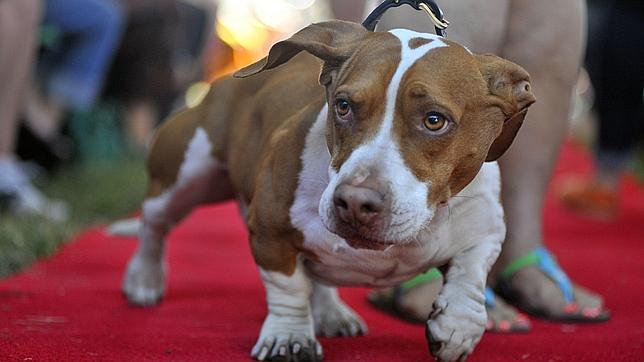 ¿«Walle», el perro más feo del mundo?