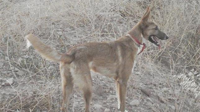 El «xarnego valencià» obtiene el reconocimiento de raza autóctona