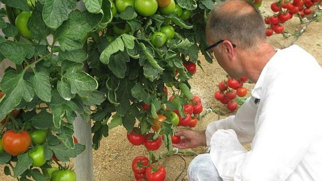 España se sitúa a la cabeza en centros de I+D+i para cultivos hortofrutícolas