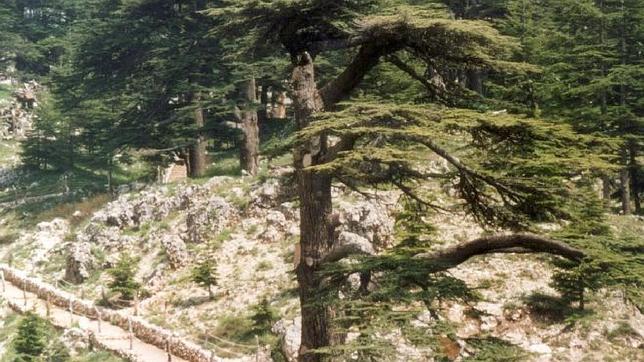 Canarias depende de cierta ave migratoria para no perder a sus últimos cedros