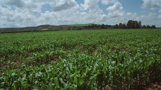 La Agencia Europea de Medio Ambiente recomienda frenar la demanda de biomasa