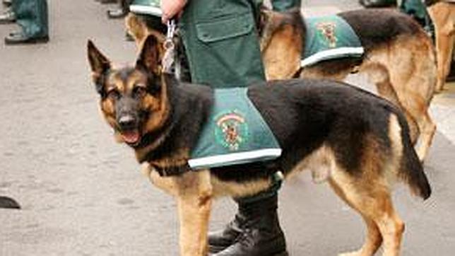 Los perros policía de la Guardia Civil, especializados en detectar dinero negro