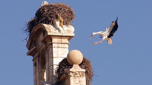 Espadaña de la Iglesia de San Ildefonso