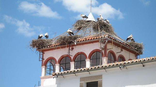 Los mejores tejados de España para ver cigüeñas