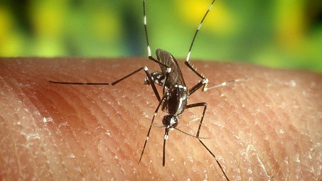 ¿A quién pican más los mosquitos?