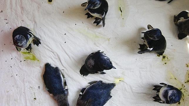 Así rompe el cascarón un pingüino