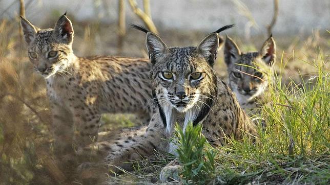 El lince ibérico podría desaparecer en 50 años debido al cambio climático